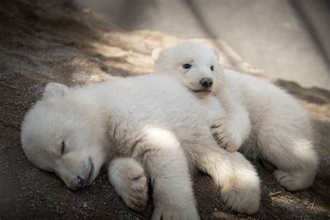 The polar bear family does not venture out straight away but usually. Polar bear cubs: Amelia Gray, Neva and Nuniq | QFM96