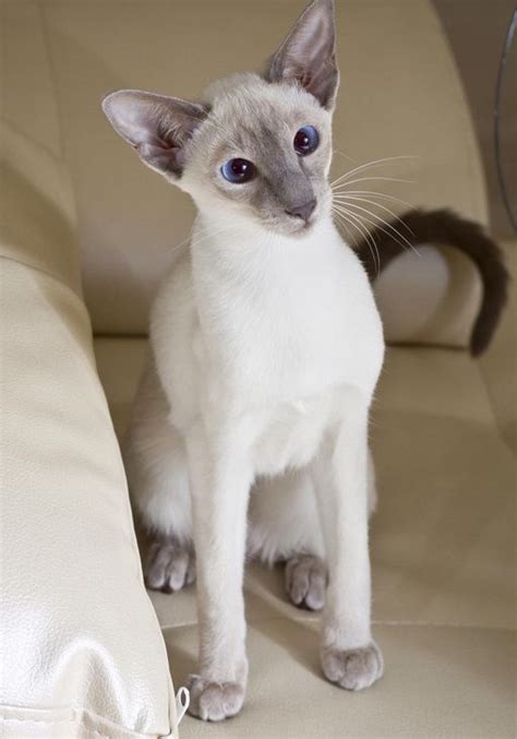 oriental siamese cat british shorthair