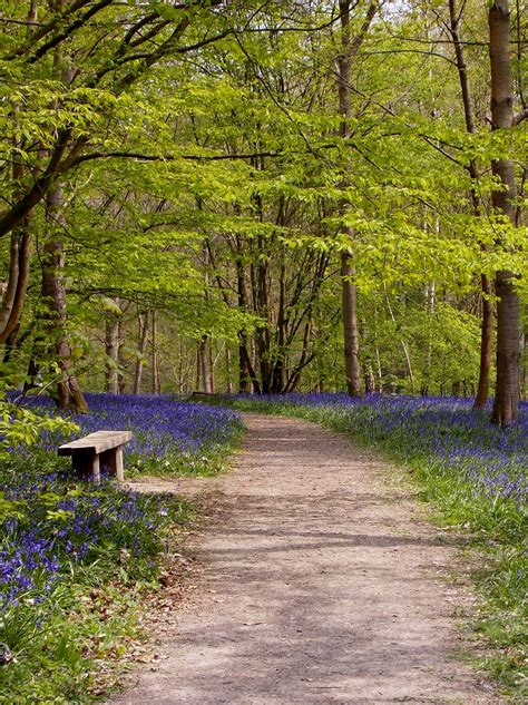 English Bluebell Wood In Rolvenden Kent England The Perfume From The
