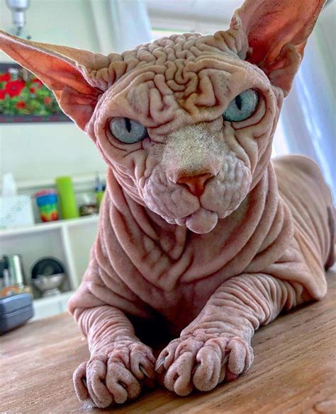 5 Facts About The Hairless Sphynx Cats Catman