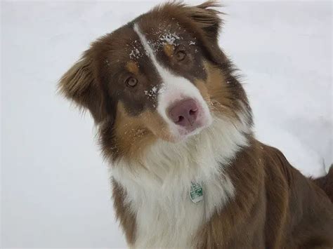 Red Tri Australian Shepherds Everything You Need To Know Juniper Pets