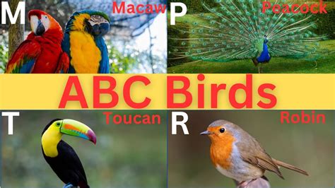 Abc Birds For Kids Bird Names A To Z For Kids Youtube