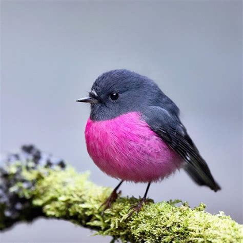 W Gorgeous Are Australias Pink Robins 😍 This Little Guy Was