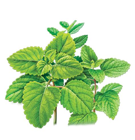 Peppermint Png Transparent Images Png All