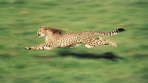 The Fastest Animal On Earth Is Not A Cheetah