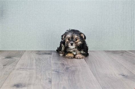 A Small Dog Sitting On Top Of A Wooden Floor