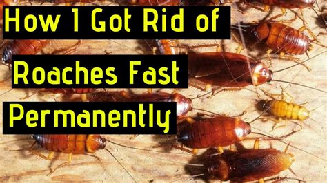 How To Get Rid Of Cockroaches Fast Permanently Watch This Video Before Trying Other Remedies