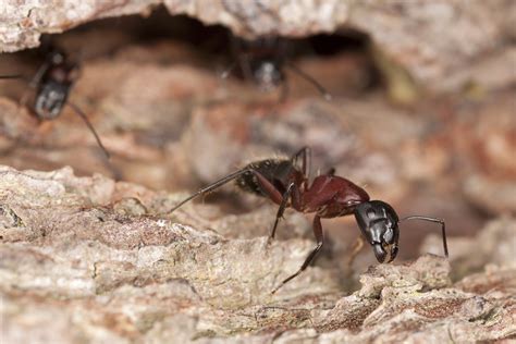 Backpulver gegen Ameisen » Wie wirkt es und hilft es wirklich?