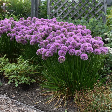 Allium Millenium 1 Gallon Stuarts Landscaping And Garden Center Inc
