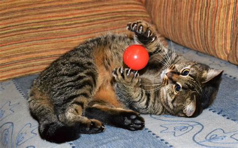 Cat Playing With Ball Wallpaper 43123 Кот Кошки Новые изобретения