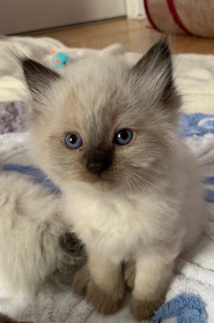 Milo Ragdoll Kitten Of The Month Floppycats