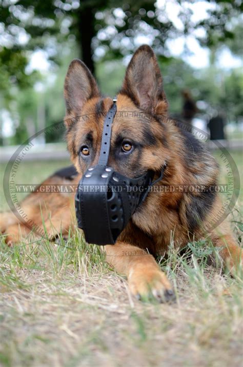Leather Dog Muzzle Dondi For German Shepherd German Shepherd Breed