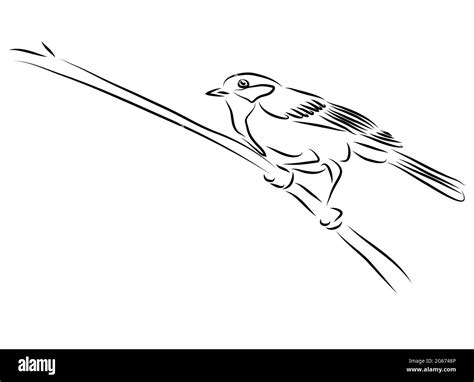 Digital Art Of Black And White Bird Abstract Painting Is Isolated On