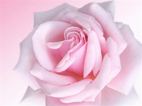 Free Download The Pink Rose Wallpapers Pink Rose Desktop Wallpapers