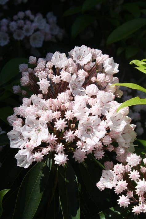 How To Grow And Care For Mountain Laurel Hgtv