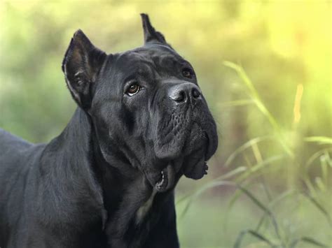Cane Corso Dog Breed Information Pictures And Facts Petlisted