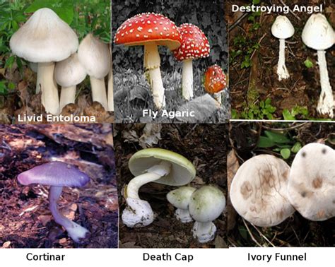 Poisonous Mushroom Types