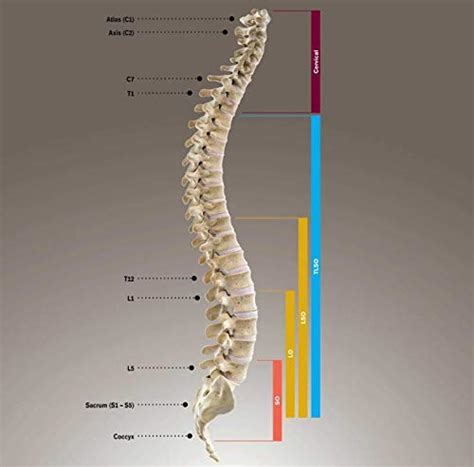 Ottobock Medical Lumbosacral Orthosis Back Brace Hcpcs L0631 Spinal