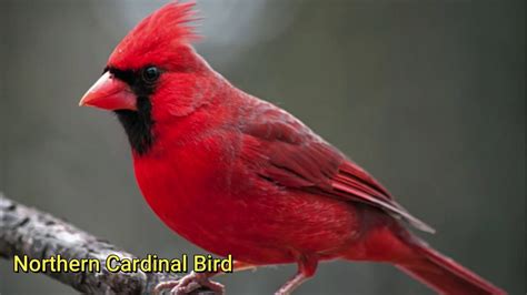 Northern Cardinal Bird Song Youtube
