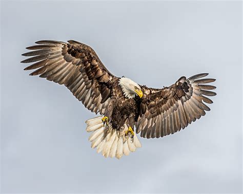 Bald Eagle Flying During Daytime Hd Wallpaper Wallpaper Flare