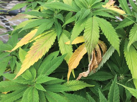 Troubleshooting Common Cannabis Plant Problems