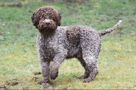 We have experienced breeding poodles. Lagotto Romagnolo - Pictures, Rescue, Puppies, Breeders ...