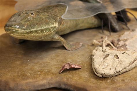 Tiktaalik Fossils Reveals Key Link Of Hind Limb Evolution Fish
