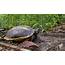 World Turtle Day Two Wildlife Biologists Are Encouraging People To 