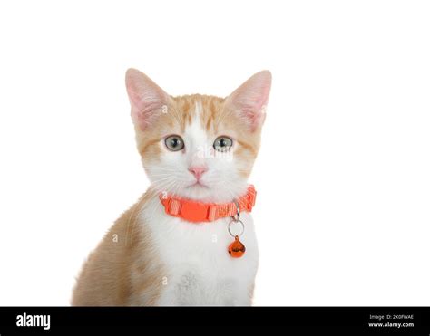 Close Up Portrait Of An Adorable Orange And White Tabby Kitten With