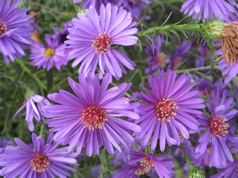 Aster Photo Gallery ~ Top Flowers Wallpaper