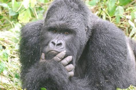 Interesting Facts About Gorillas You Should Know