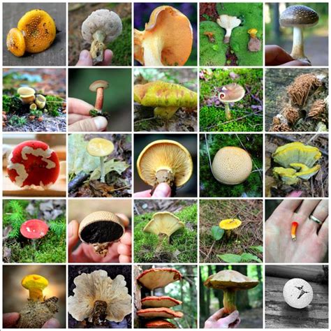 Mushroom Grid 2 Mushrooms Of Michigans Upper Peninsula