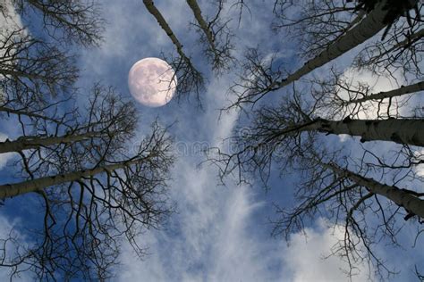 Mond Hinter Baum Stockfoto Bild Von Fallen Saisonal 6848330