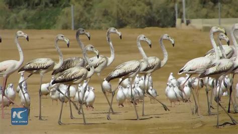 Jordans Aqaba Bird Observatory Combines Biodiversity With Tourism