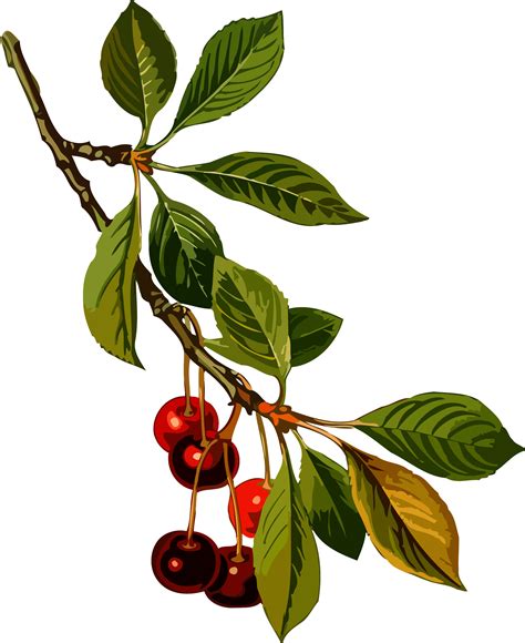Sour cherry tree 2 (low resolution) | Sour cherry tree, Leaf photography, Cherry plant