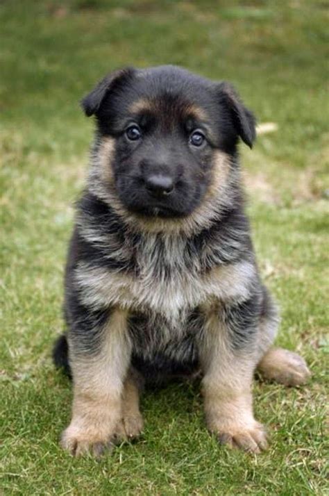 Miniature German Shepherd Puppies Pets Lovers
