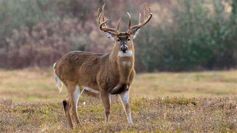 Deer History And Some Interesting Facts