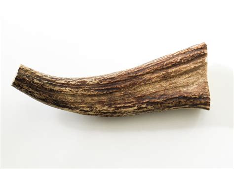Monster Moose Antler Whole Cst Antlers