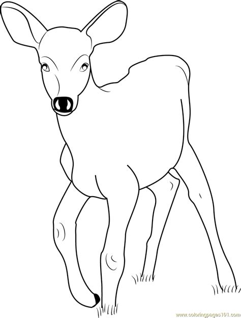 Baby Deer Coloring Page For Kids Free Deer Printable Coloring Pages
