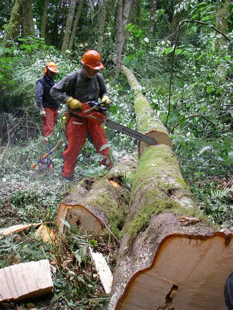 Game Of Logging Tree Felling And Yarding Course