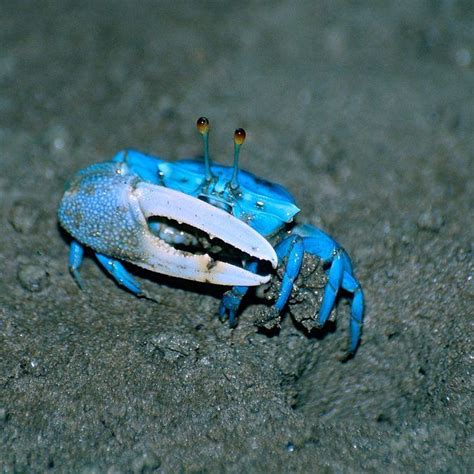 A Blue Fiddler Crab Shows Off His Giant Claw Fiddler Crabs Are Unlike
