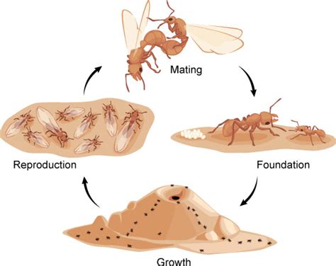 Ants Formicidae Types Of Ants Facts Life Cycle