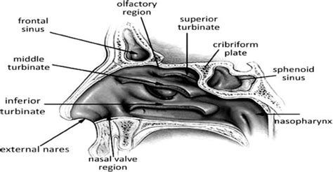 Structure Of Nose