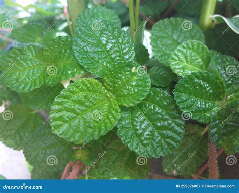 Pilea Nummulariifolia Is An Evergreen Herbaceous Plant Known As A