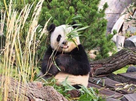 Top 177 Why Are Giant Pandas Endangered Animals