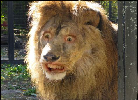 Nervous Lion Daily Funny Memes Funny Pictures