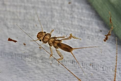 Aquatic Insects Of Central Virginia Question Can You Photograph Scuds