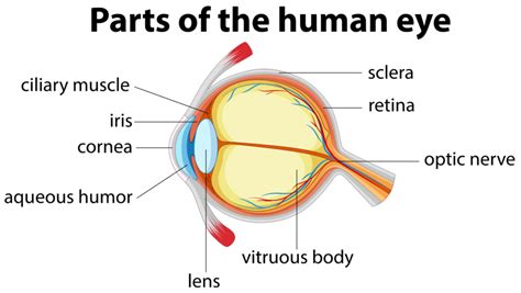 Aqueous Humor And Its Role In The Eye Fort Lauderdale Eye Institute