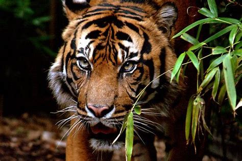 The Very Beautiful Sumatran Tiger They Is Only Found Naturally In
