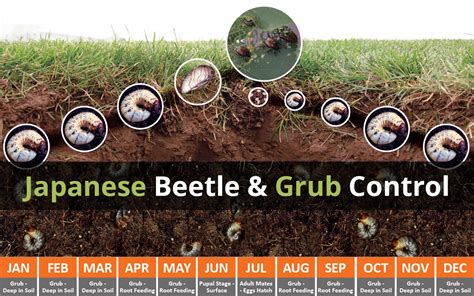 Japanese Beetle And Grub Control Blue Grass Lawn Care And Landscaping Service